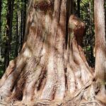 Sooke to Port Renfrew: Wild Pacific Adventure - Why This Tour Works for You