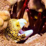 South Maui Shore Dive - Exploring the South Maui Shore Dive Experience