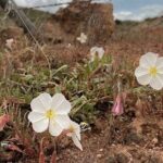 South Pass City Historical Tour - FAQs