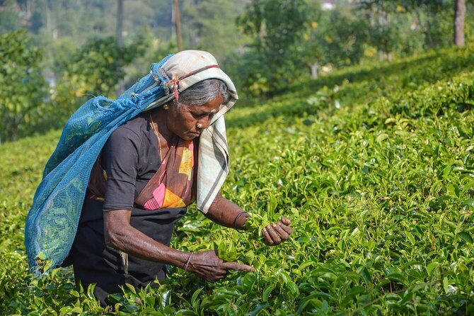 Southern Coast Highlights from Ahangama - The Practical Side: What to Expect