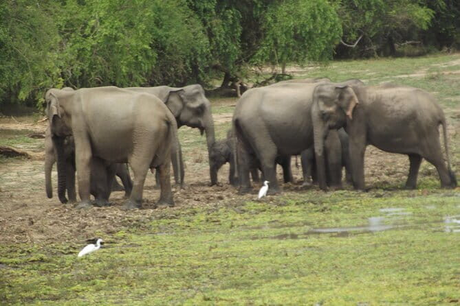 Special Elephants Safari from hambantota Port - Authentic Experiences and Authentic Guides