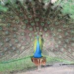 Special Half Day Yala Safari with Guide - Frequently Asked Questions