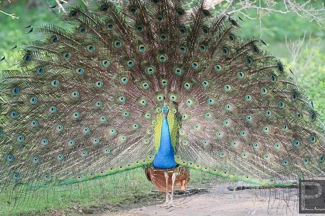 Special Half Day Yala Safari with Guide - Frequently Asked Questions