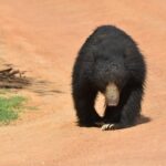 Special Leopard Safari Tour in Yala National Park by Malith & the team - Final Thoughts: Is It Worth It?