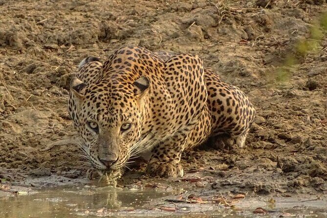 Special leopards safari Yala National park - 04.30 am to 11.30 am - The Sum Up