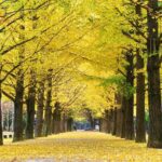 Special Private Tour Nami Island, Rail Bike, Petite France - In-Depth Look at Each Stop