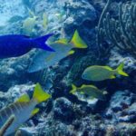SPECIAL! Snorkel at MUSA - The Underwater Museum Reservation - What the Reviews Say