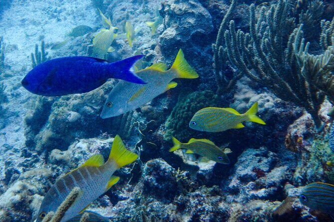 SPECIAL! Snorkel at MUSA - The Underwater Museum Reservation - What the Reviews Say