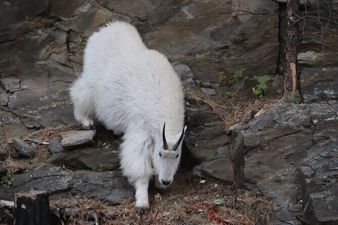 Spirit of the West: Devils Tower, Spearfish Canyon & Deadwood - What Makes This Tour Stand Out