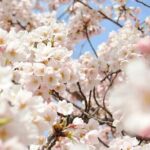 (Spring Only) 1-Day Snow Monkeys & Cherry Blossoms in Nagano Tour - Who Will Love This Experience?