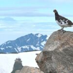 (Spring Only) 1-Day Snow Walls of Tateyama-Kurobe Alpine Route Tour - Who Will Love This Tour?