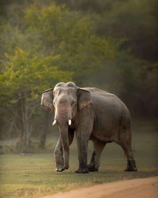 Sri Lanka: 10-Day Luxury Tour with guide - Key Points