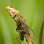 Sri Lanka 2-Day National Parks Trip, Hotel, Transport, Guide - What We Love About This Tour