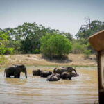 Sri Lanka: 3-Day Nature Tour with Rainforest, Safari - What This Tour Means for You