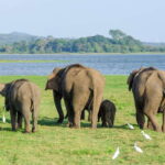 Sri Lanka: 4-Day Sri Lanka Private Tour+15 Amzing Places - What Makes This Tour Stand Out?