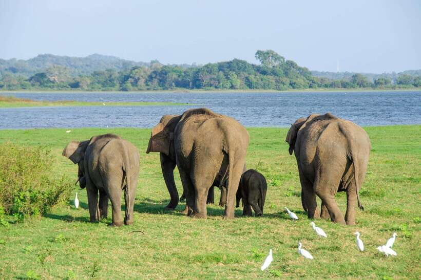 Sri Lanka: 4-Day Sri Lanka Private Tour+15 Amzing Places - What Makes This Tour Stand Out?
