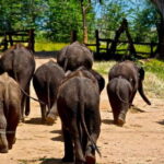 Sri Lanka: 4-day Tour Wildlife and Beach - Coastal Time in Mirissa and Galle