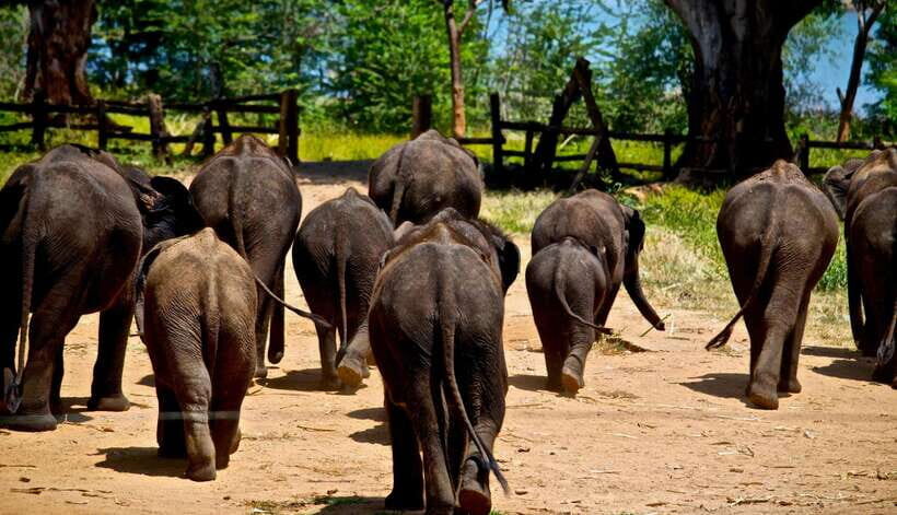 Sri Lanka: 4-day Tour Wildlife and Beach - Coastal Time in Mirissa and Galle