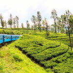 Sri Lanka 5-Day Private Country Side Tour Car, Hotels, Food - Day-by-Day Breakdown: What Makes It Special