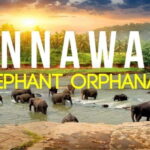 Sri Lanka : Day Tour to Pinnawala Elephant Orphanage & Zoo - An in-depth look at what makes this tour special