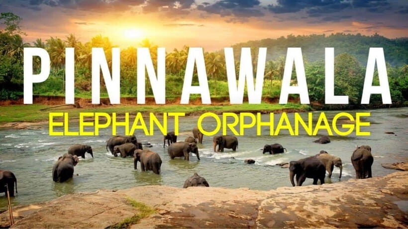 Sri Lanka : Day Tour to Pinnawala Elephant Orphanage & Zoo - An in-depth look at what makes this tour special