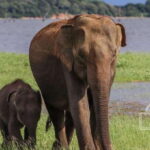 Sri Lanka: Elephant Safari Adventure with Hotel Pickup - A Closer Look at the Elephant Safari Adventure