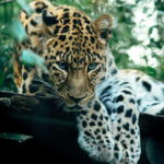 Sri Lanka rare 4-day tour - A Deep Dive into the 4-Day Sri Lanka Experience