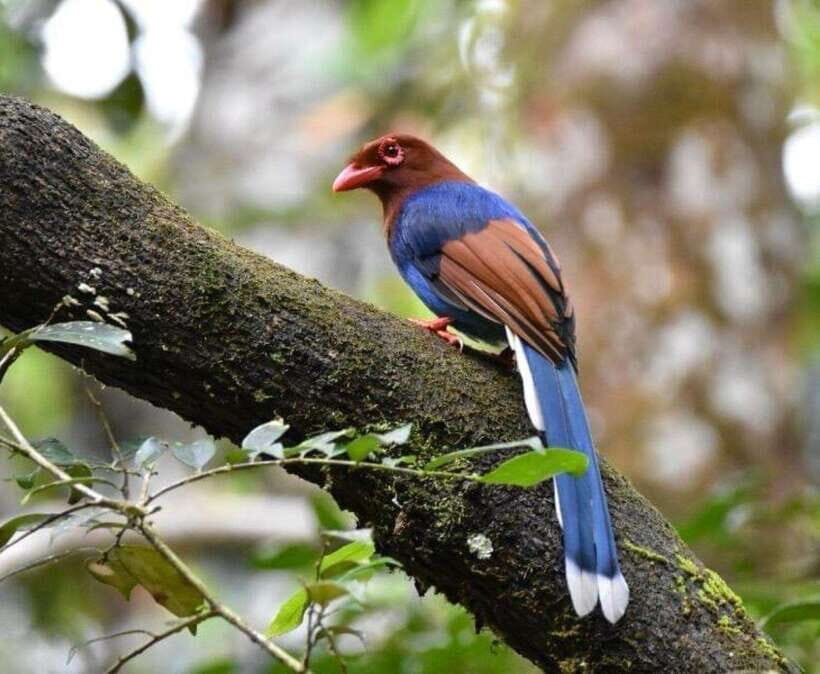 Sri Lanka : Sinharaja Rainforest Guided Trek with Pickup - A Deep Dive into the Sinharaja Rainforest Guided Trek