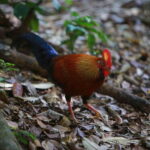 Sri Lanka: Sinharaja rainforest tour from Colombo, Bentota - A Deep Dive into the Sinharaja Rainforest Tour