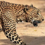 Sri Lanka: Wilpattu National Park Safari Tour in a 4WD Jeep - The Practical Details