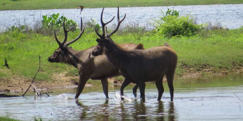 Sri Lanka: Yala National Park Private Safari - An In-Depth Look at the Yala Safari Experience