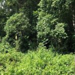 Srimangal nature tour in forest and tea garden - Final Thoughts