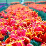 SRINAGAR THE TREASURE OF GARDENS - The Sum Up