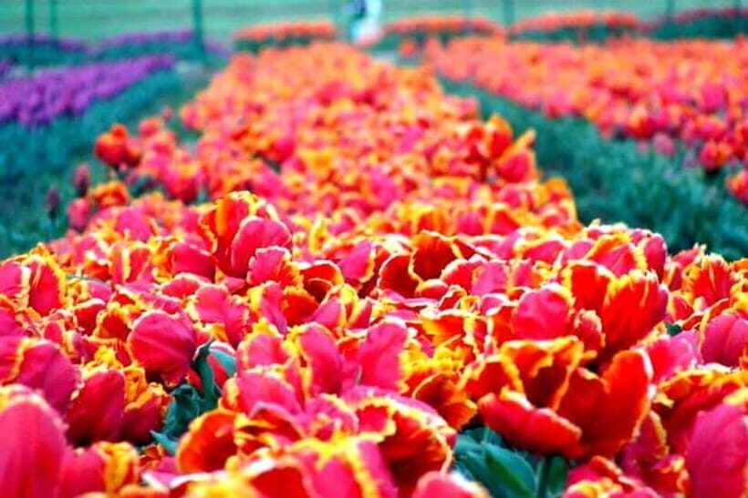 SRINAGAR THE TREASURE OF GARDENS - The Sum Up