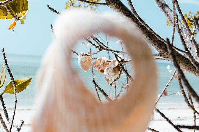 St. Pete Dolphin Watching and Shelling Adventure - Who Should Consider This Tour