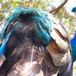 St. Petersburg Jungle Prada Site History Tour - Final Thoughts: Is It Worth It?