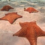 Star and Turtle Sanctuary Snorkeling Tour in Cozumel - Frequently Asked Questions