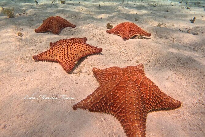 Star and Turtle Sanctuary Snorkeling Tour in Cozumel - Frequently Asked Questions