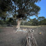 Starlit Escape: Stargazing from a tree hut in Sigiriya - Final Thoughts: Is It Worth It?