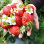 Strawberry & Nami Island & Railbike Trip (+ Opt. Korean Garden) - What to Expect from Each Stop