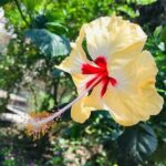 Stroll Through The French Quarters Of Pondicherry - Final Thoughts