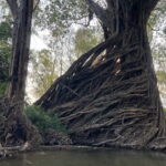 Stung Treng Canoeing In Mekong River - Day Two: The Peaceful Riverscape of Mekong