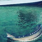 Sturgeon fishing on the Fraser river - Who are the Guides?