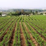 Sula Vineyards Day tour from Mumbai - Why Choose This Tour?