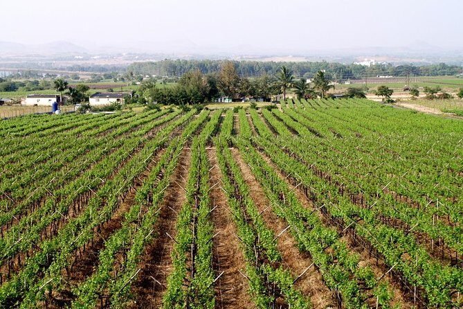 Sula Vineyards Day tour from Mumbai - Why Choose This Tour?