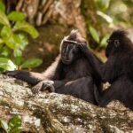 Sulawesi Tangkoko National Park Private Tour - The Experience of Wildlife Spotting and Guide Support