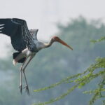 Sultanpur Bird Sanctuary Tour Near Delhi - Detailed Review of the Sultanpur Bird Sanctuary Tour