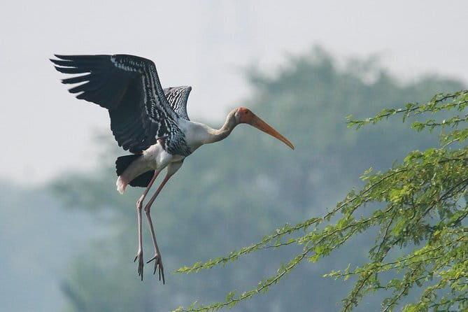Sultanpur Bird Sanctuary Tour Near Delhi - Detailed Review of the Sultanpur Bird Sanctuary Tour