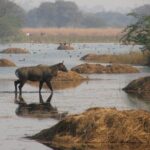 Sultanpur The wonder of Birding from Delhi - Final Thoughts