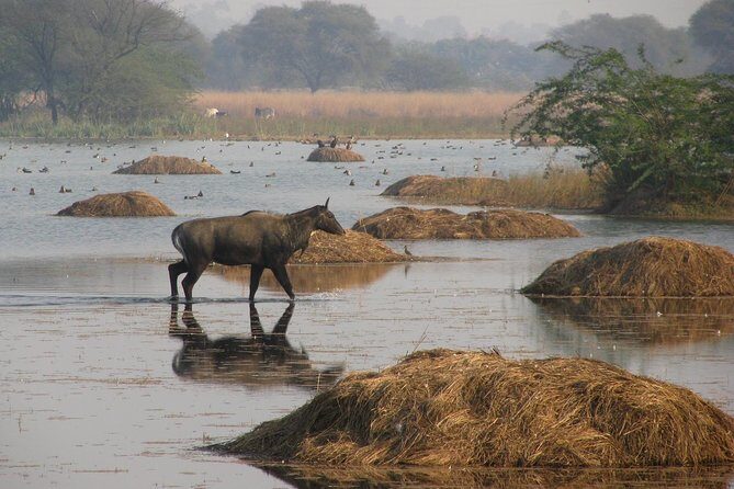 Sultanpur The wonder of Birding from Delhi - Final Thoughts